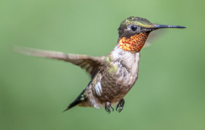 Ruby Throated Hummingbird (M)