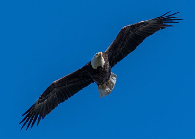 DSC_6466.jpg