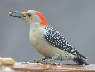 Red Bellied Woodpecker (F)