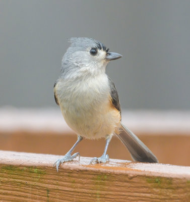 Tufted Titmouse