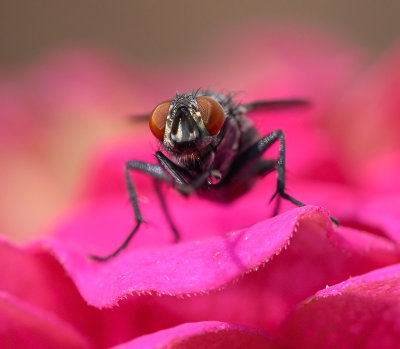 Macro