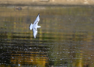 Bonaparte's Gull