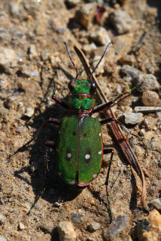 Green tiger beetle (Cicindela campestris)