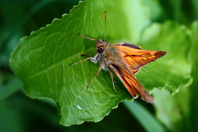 Large skipper butterfly (Ochlodes sylvanus)