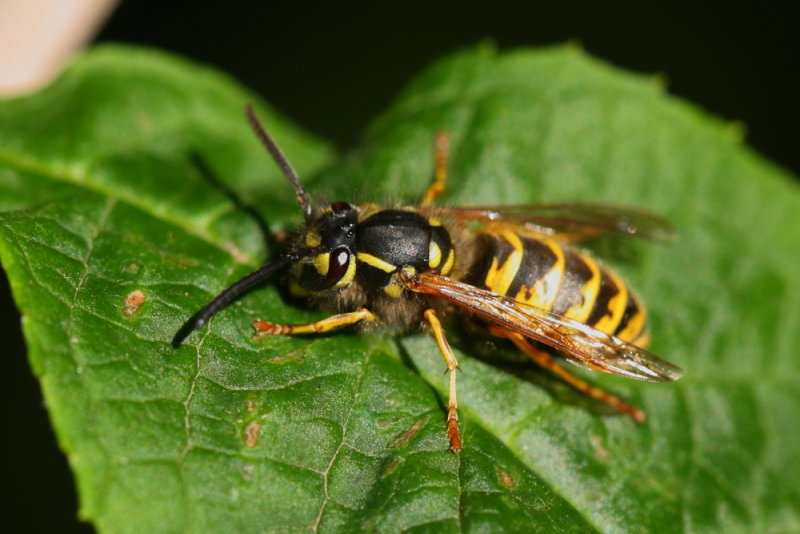 Resting wasp