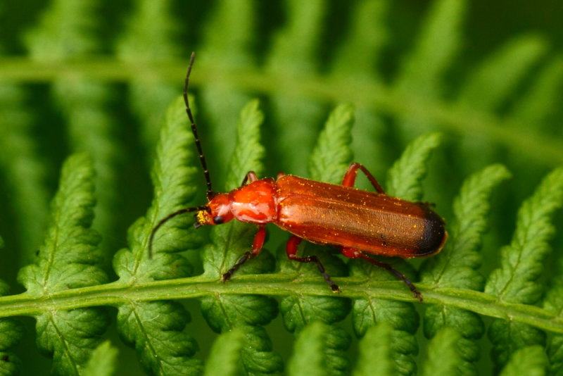 Red soldier beetle (Rhagonycha fulva)