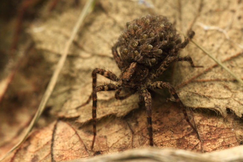 Wolf spider carrying spiderlings