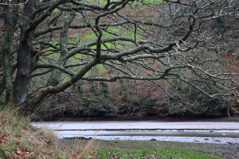 Trees along West Looe estuary