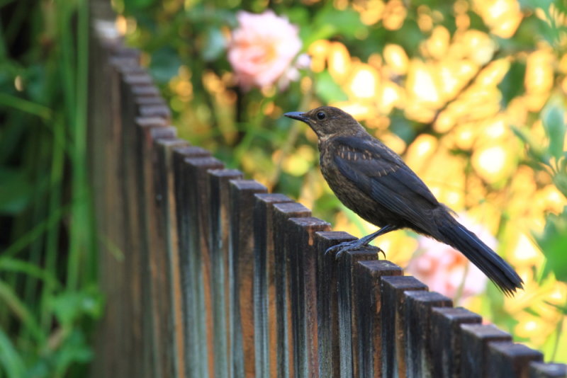 Blackbird (Turdus merula) on a fence