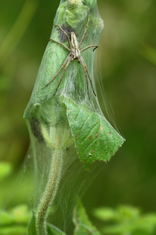 Nursery web spider (Pisaura mirabilis) with spiderlings