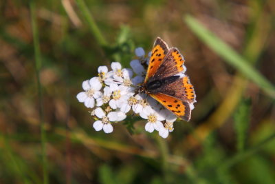 Small Copper (Lycaena phlaeas)