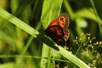 Gatekeeper (Pyronia tithonus)