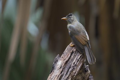 Seyshelles bulbul