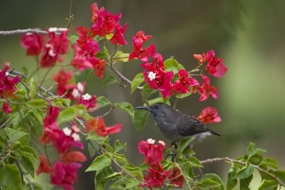 Seychelles sunbird (Cinnyris dussumieri)