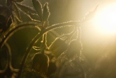 water avens (Geum rivale, kuklik zwisły)