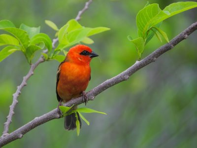 red fody