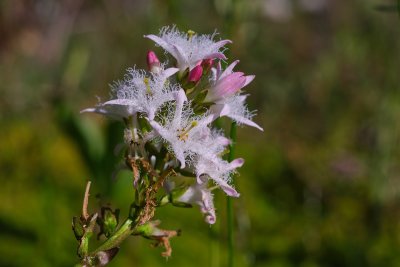 bogbean (Menyanthes trifoliata L , Bobrek trójlistkowy)