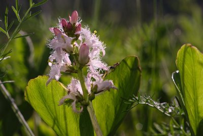 bogbean (Menyanthes trifoliata L , Bobrek trójlistkowy)