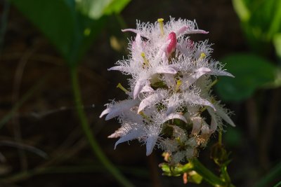bogbean (Menyanthes trifoliata L , Bobrek trójlistkowy)