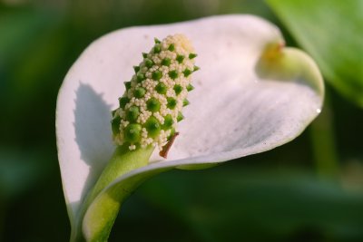 marsh calla (Calla palustris L., czermień błotna)