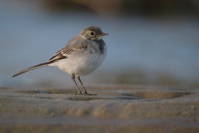 White Wagtail (Motacilla alba, pliszka siwa)