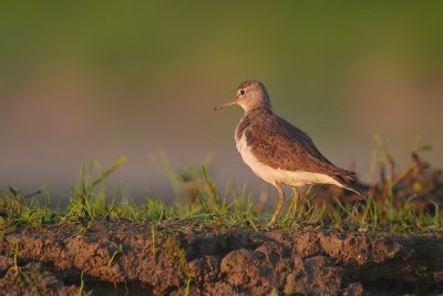 Common Sandpiper (Actitis hypoleucos, brodziec piskliwy)