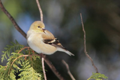 chardonneret