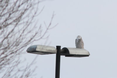 Harfang des neiges