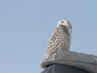 Harfang des neiges