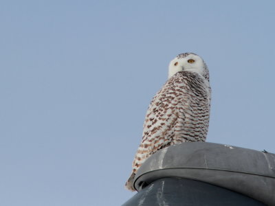 Harfang des neiges