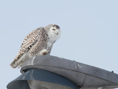 Harfang des neiges