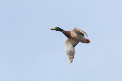 Canard colvert