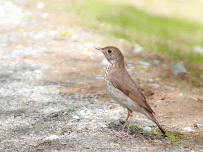 Grive de Bicknell ou Grive  joues grises