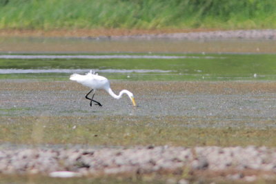 Grande Aigrette