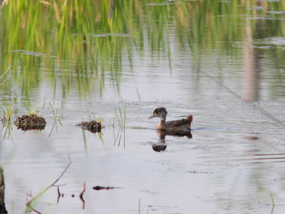 Canard branchu