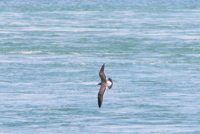 Mouette atricille