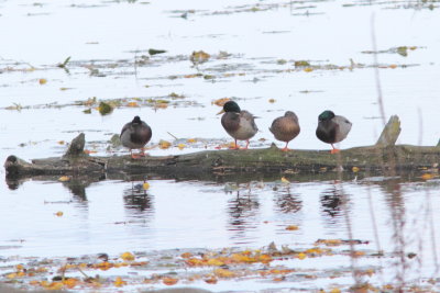 Canard colvert