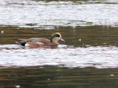 Canard d'Amrique