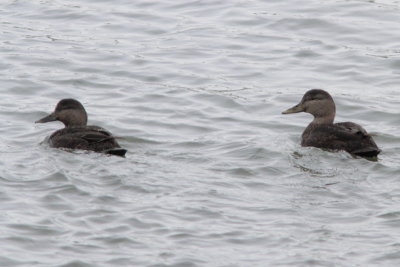 Canard noir