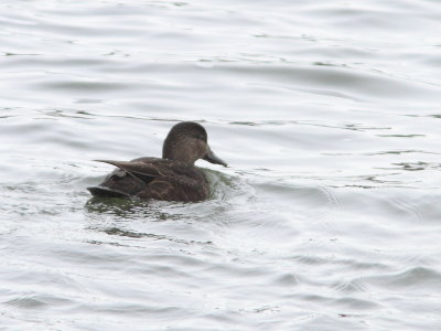 Canard noir