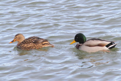 Canard colvert