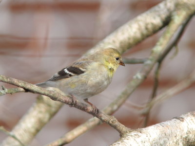 Chardonneret jaune