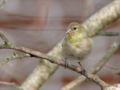 Chardonneret jaune