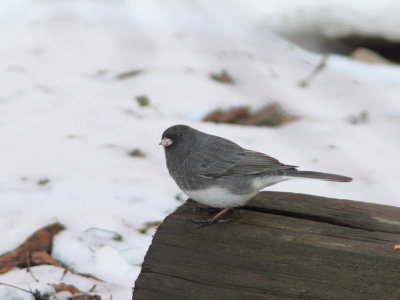 Junco ardois