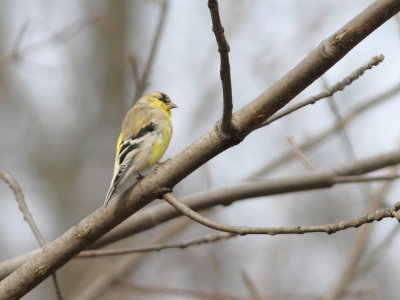 Chardonneret jaune