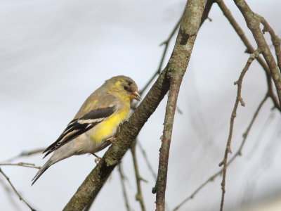 Chardonneret jaune