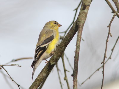 Chardonneret jaune