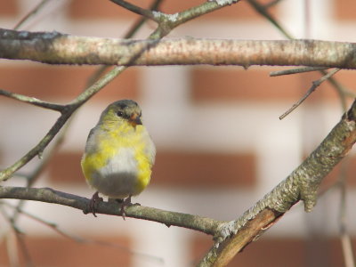 Chardonneret jaune
