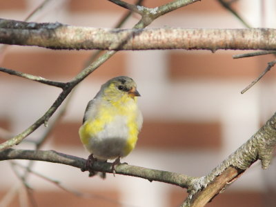 Chardonneret jaune