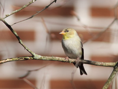 Chardonneret jaune